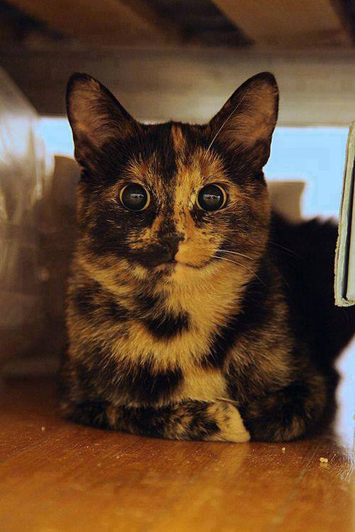 Картинки по запросу Черепаховый окрас кошки
