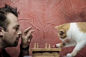 Как кошка выбирает хозяина