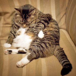 Что делать, если у кошки лишний вес