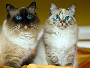 Голубоглазые кошки - голубые брызги фелинологии