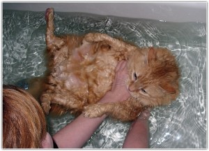 Как мыть кошек или котов