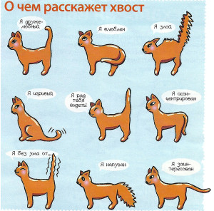 Как понять язык кошки