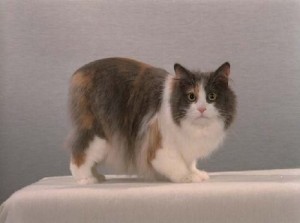 Кимрская кошка