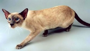 Мифы и предрассудки о сиамских кошках