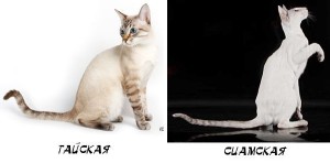 Отличие сиамской и тайской кошки