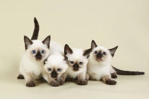 Тайские кошки и их тайны