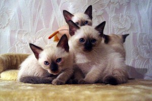 Тайские кошки - кошки интеллектуалы