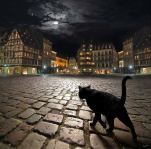 Уличные кошки — приручение бродяг