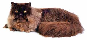 Персидская кошка-стандарт персов