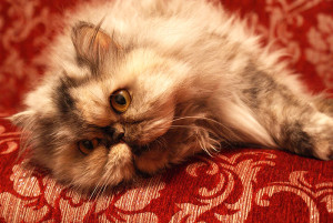 Уход за персидскими кошками