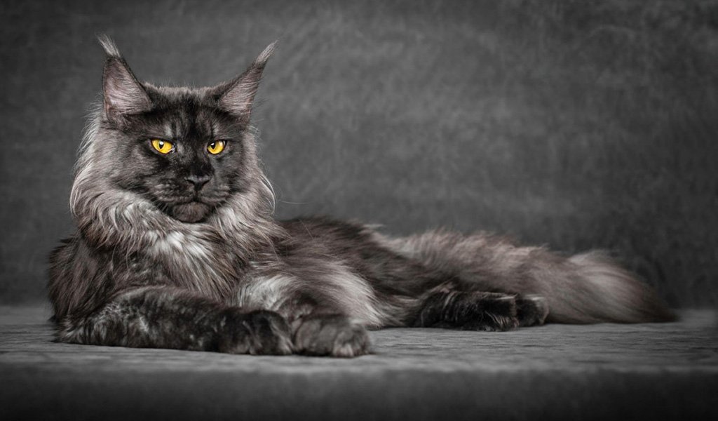Мейн-кун — ее Величество Кошка