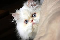 Белая персидская кошка с голубыми глазами