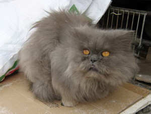 Дымчато-шоколадная персидская кошка