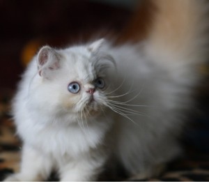 Кормление котенка персидской кошки