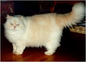 Кремовый персидский кот с оранжевыми глазами