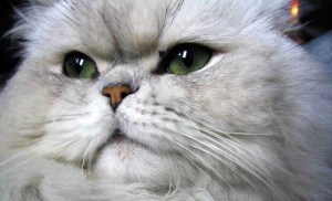 Персидская кошка окраса шиншилла
