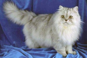 Персидская кошка оловянного окраса