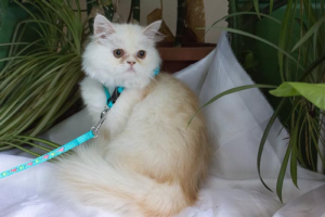 Персидская кошка цвета красный камео