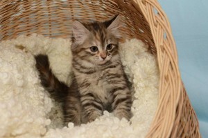 Выбор и воспитание котенка сибирской породы