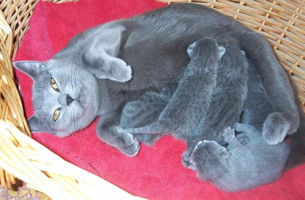 Беременность и роды у британских кошек