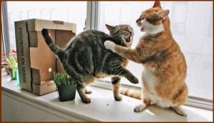 Агрессия между кошками