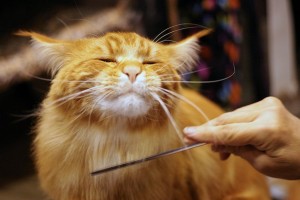 Как избавиться от кошачьей шерсти