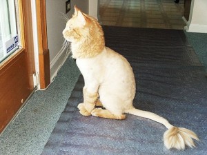 Как правильно подстричь длинношерстную кошку
