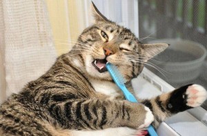 Какими же зубными болезнями могут страдать кошки