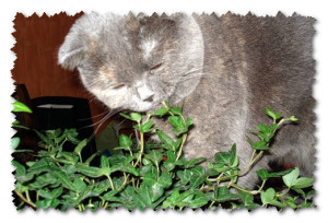 Кошка ест комнатные растения