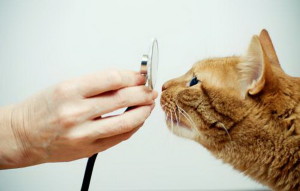 Лейкемия у кошек