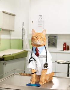 Могут ли лечить кошки