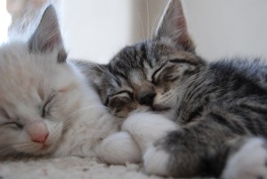 Почему кошки много спят