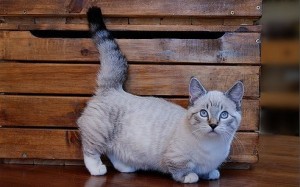 Порода кошек с короткими лапами