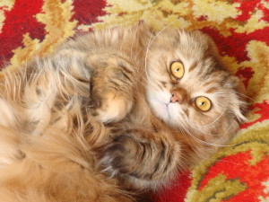 Сколько живут персидские кошки