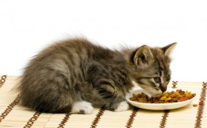 У Вас есть 2 варианта, чем кормить маленького котенка