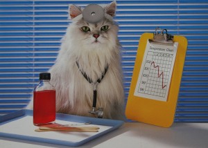 Кошки-врачеватели