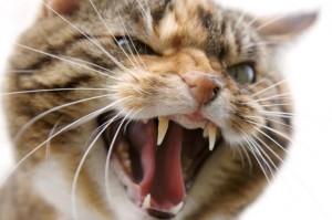 О чем говорит кошачья агрессия