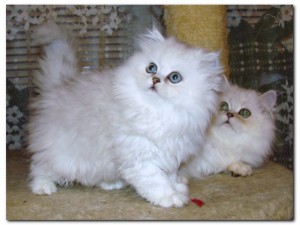 Персидские кошки характер и воспитание