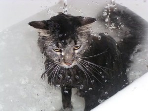 При купании кошку следует держать крепко, но осторожно