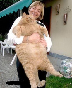 Самый жирный кот в мире