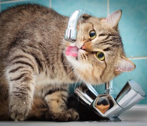 Сколько воды в день должна пить кошка