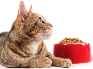 Стареющей кошке рекомендуется периодически давать сухой корм