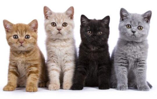 Популярные окрасы британских кошек