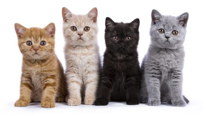 Популярные окрасы британских кошек