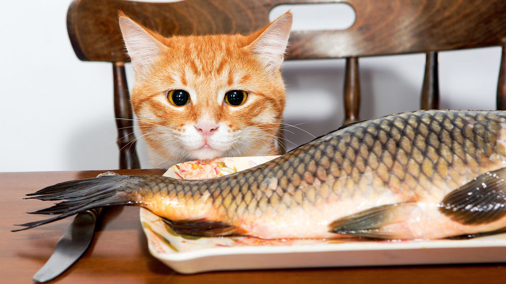 Кастрированному коту нельзя рыбу