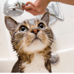 Мытье котенка. Полезные советы