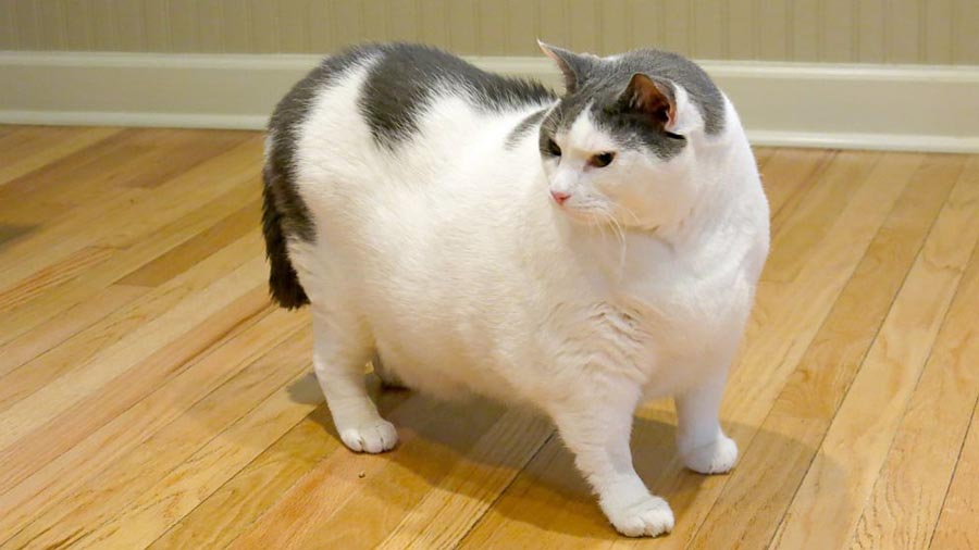 Правильное кормление кастрированного кота, чтобы он не набрал вес