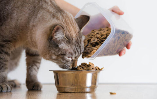 Правильное питание кастрированного кота