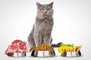 Питание кастрированного кота