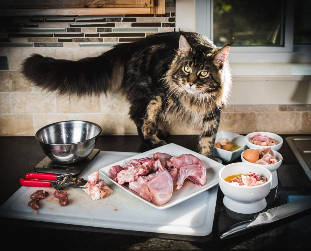 Правильное питание кастрированного кота домашняя еда